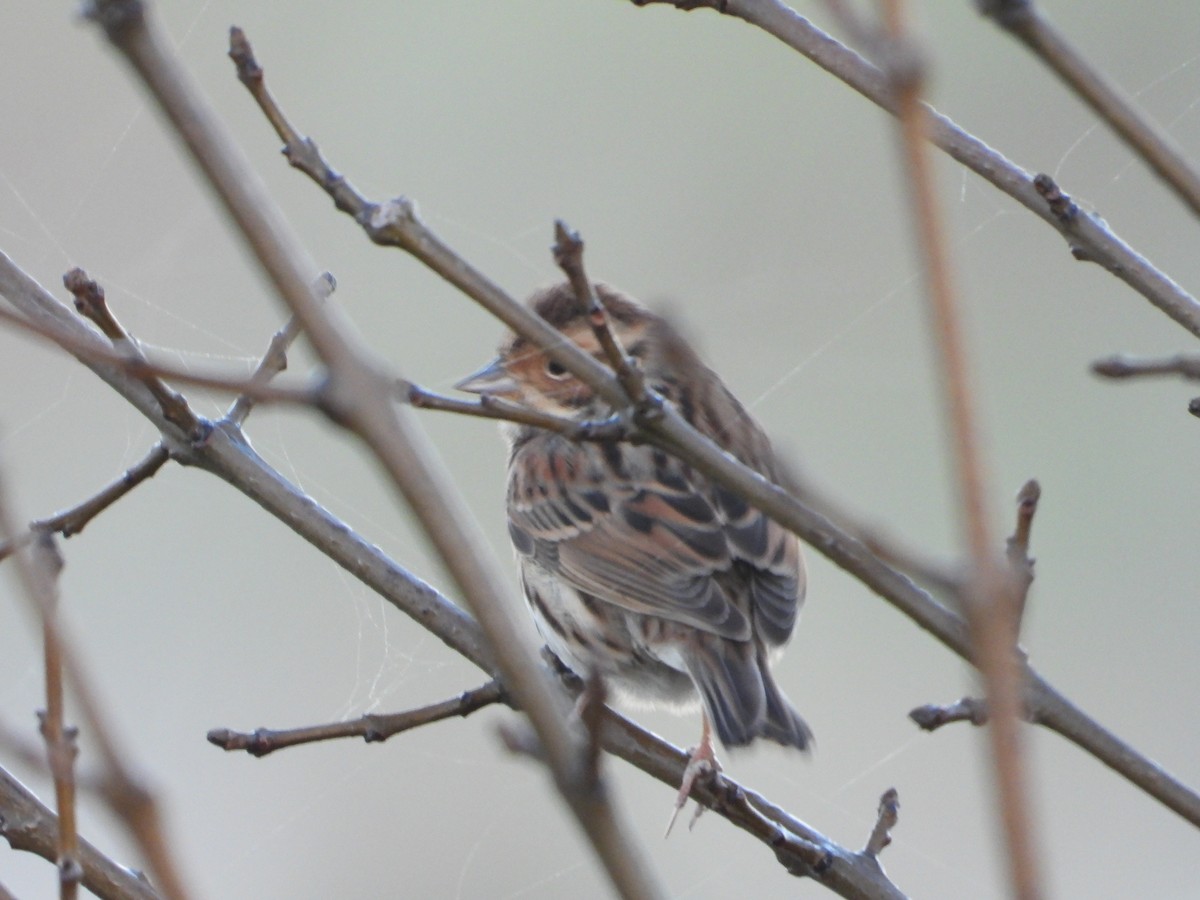 Little Bunting - Jose Manuel Reyes Paez