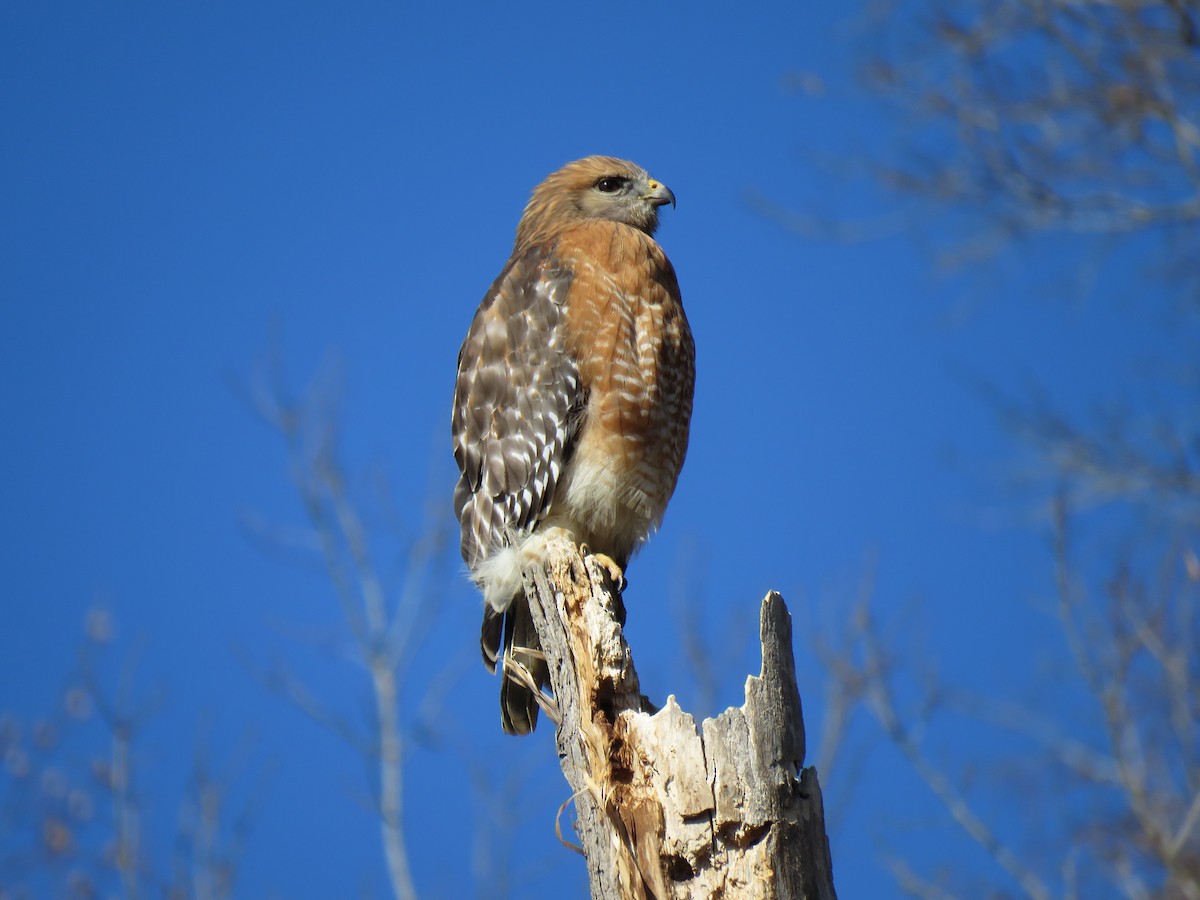 Red-shouldered Hawk - ML613780994