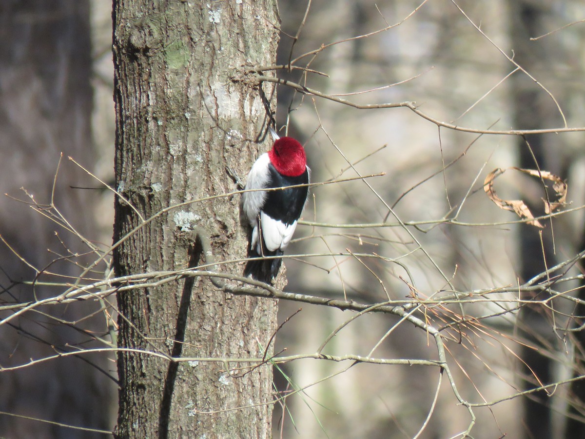 Red-headed Woodpecker - ML613781081