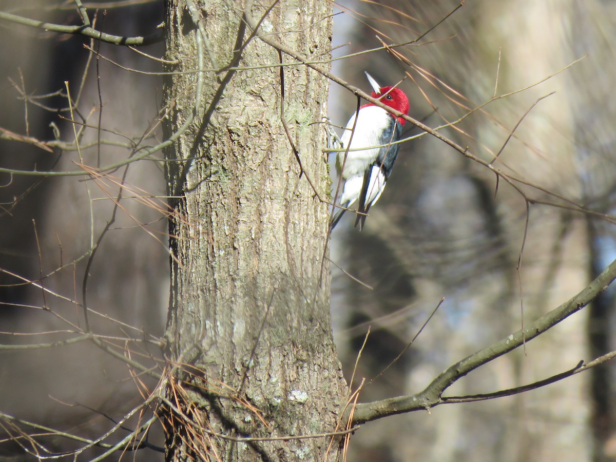 Red-headed Woodpecker - ML613781082