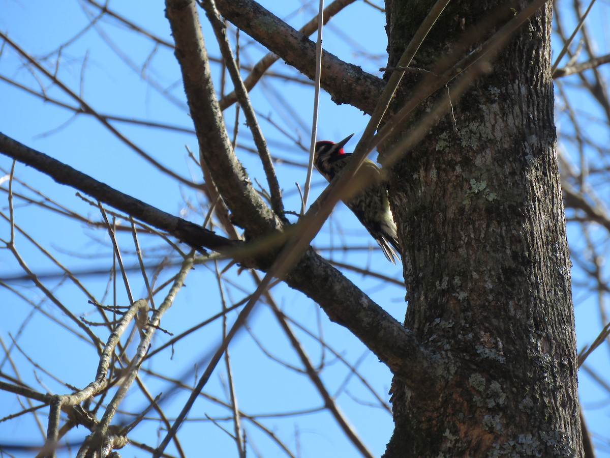 Yellow-bellied Sapsucker - ML613781138