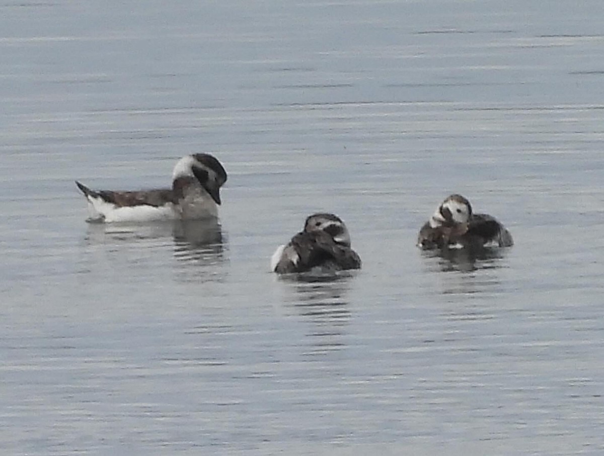 Long-tailed Duck - ML613781172