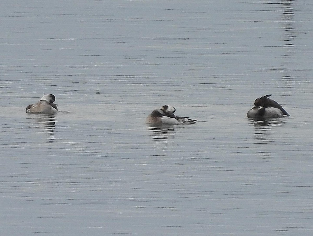 Long-tailed Duck - ML613781173