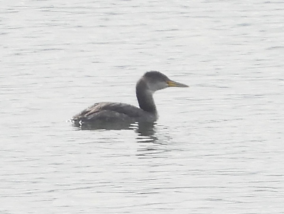 Red-necked Grebe - ML613781187