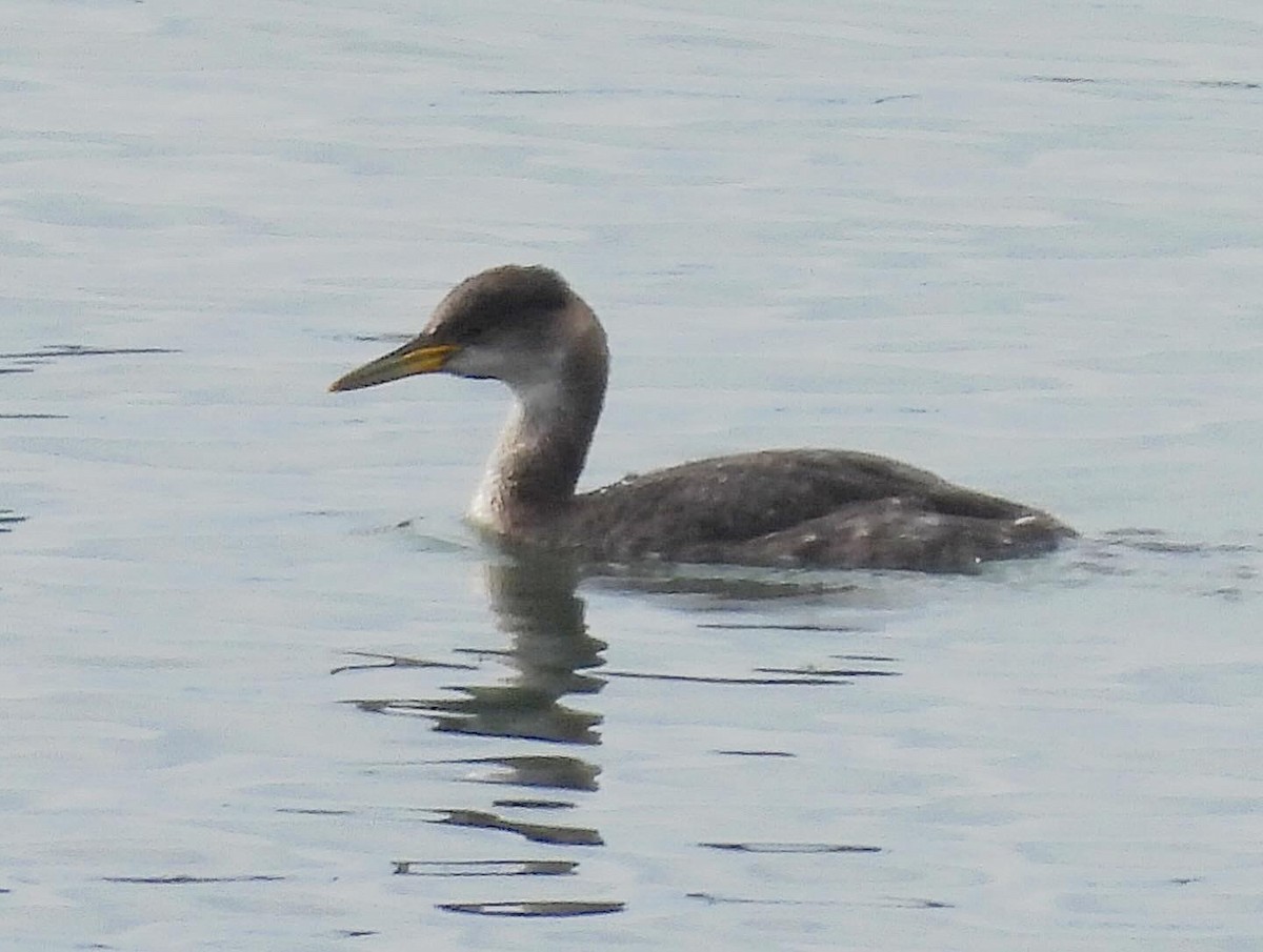 Red-necked Grebe - ML613781188