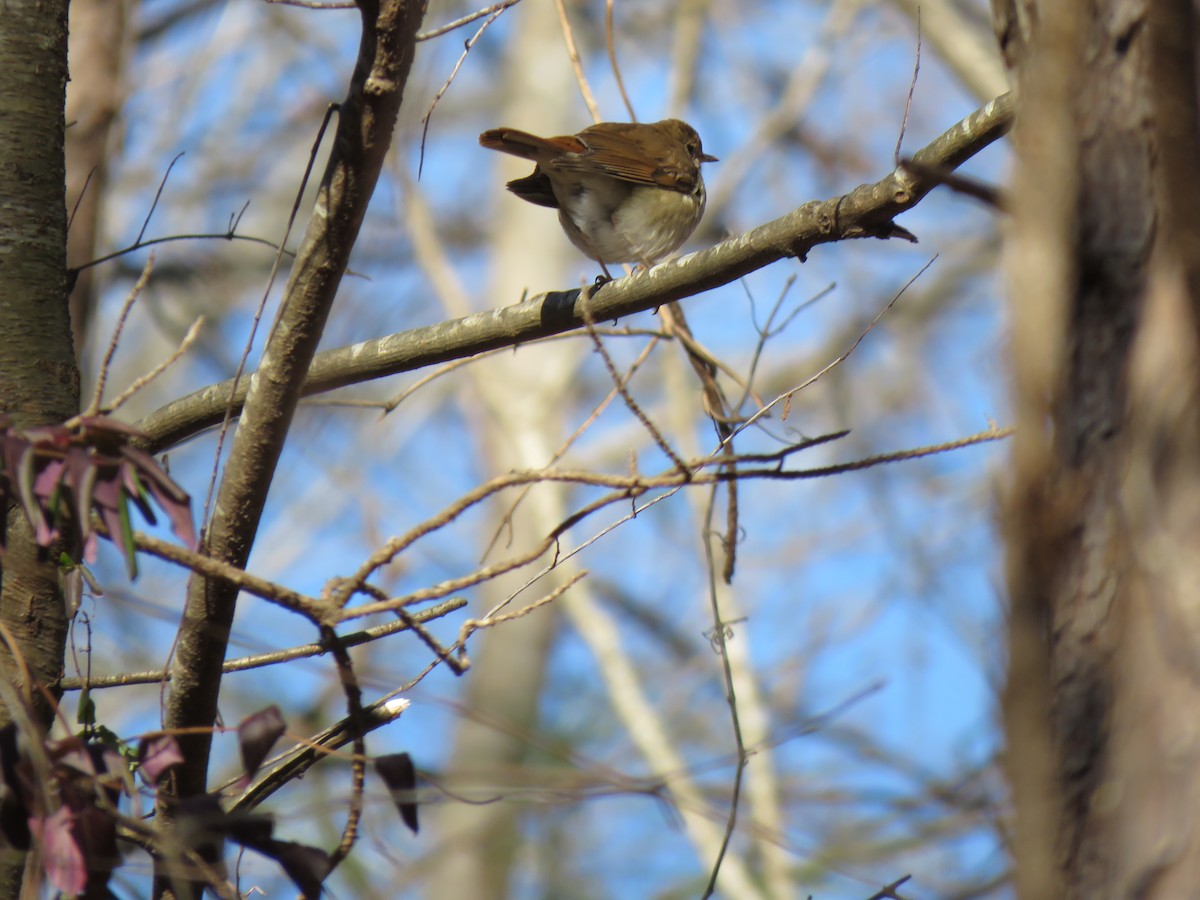 Hermit Thrush - Jean Ells