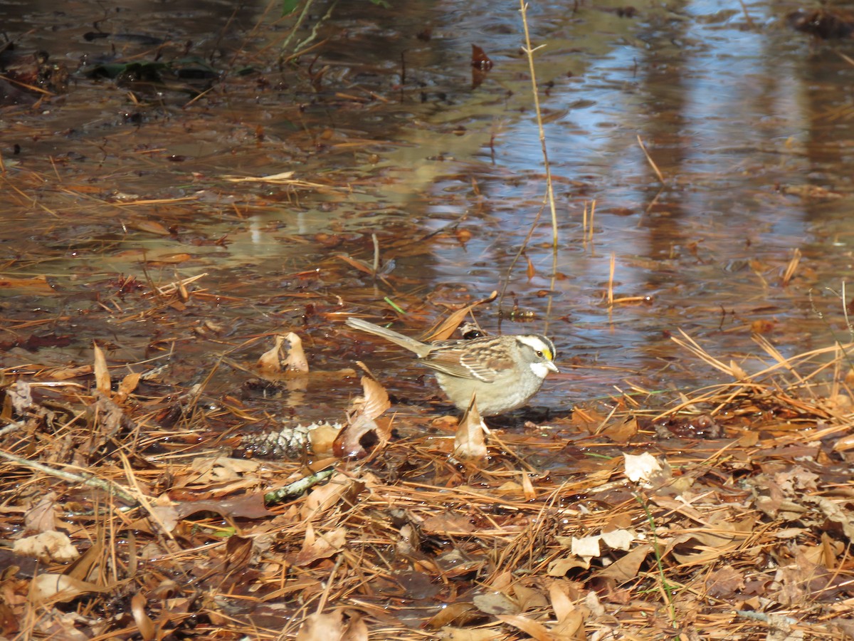 White-throated Sparrow - ML613781214