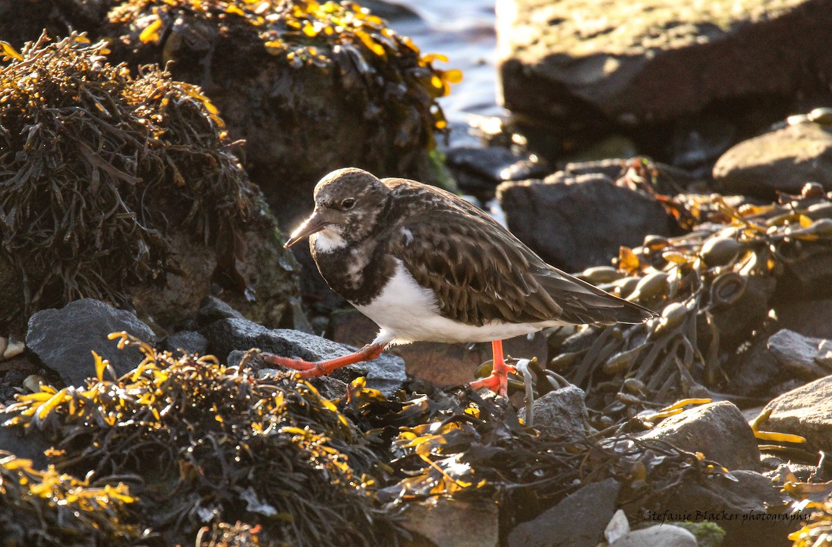 Ruddy Turnstone - ML613781246