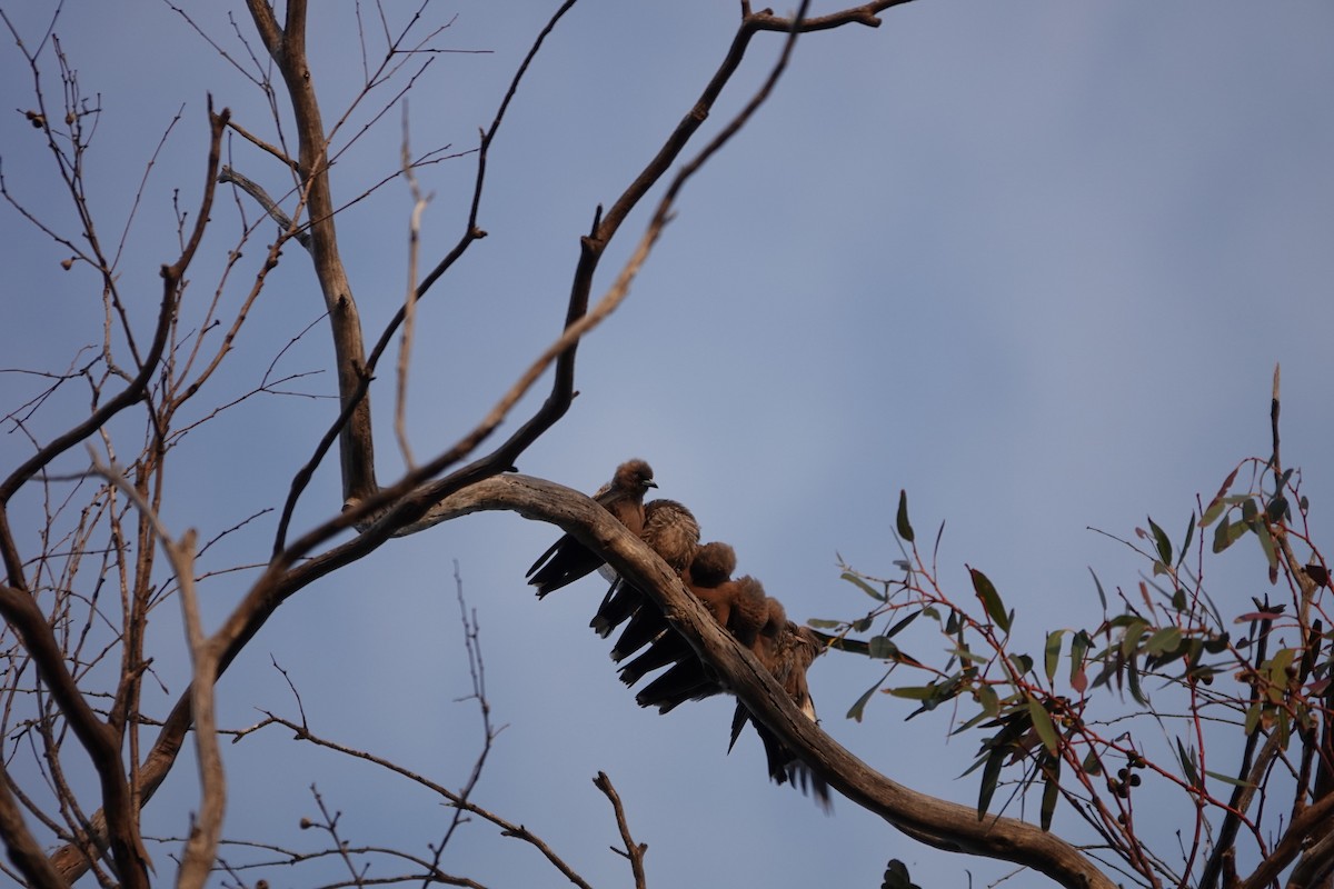 Dusky Woodswallow - ML613781266