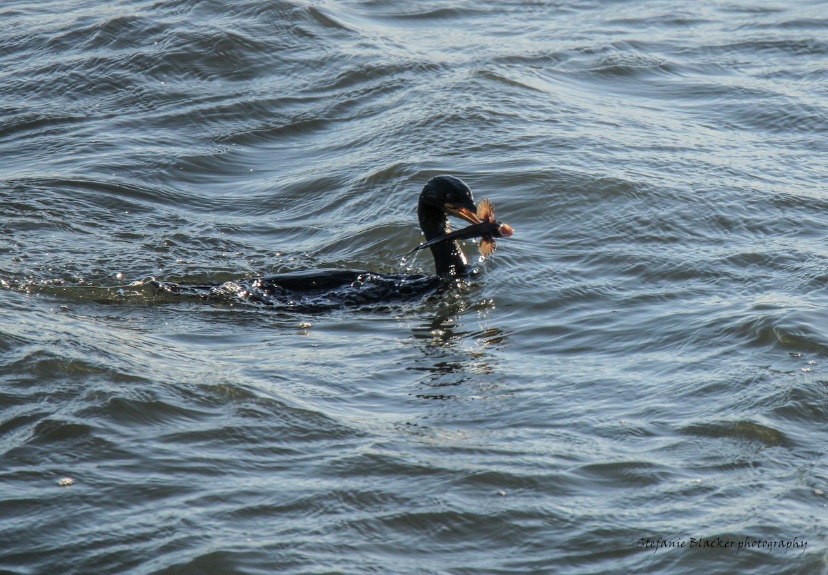 Great Cormorant - ML613781273