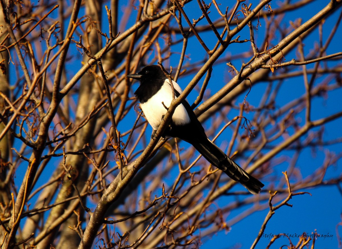 Eurasian Magpie - ML613781335