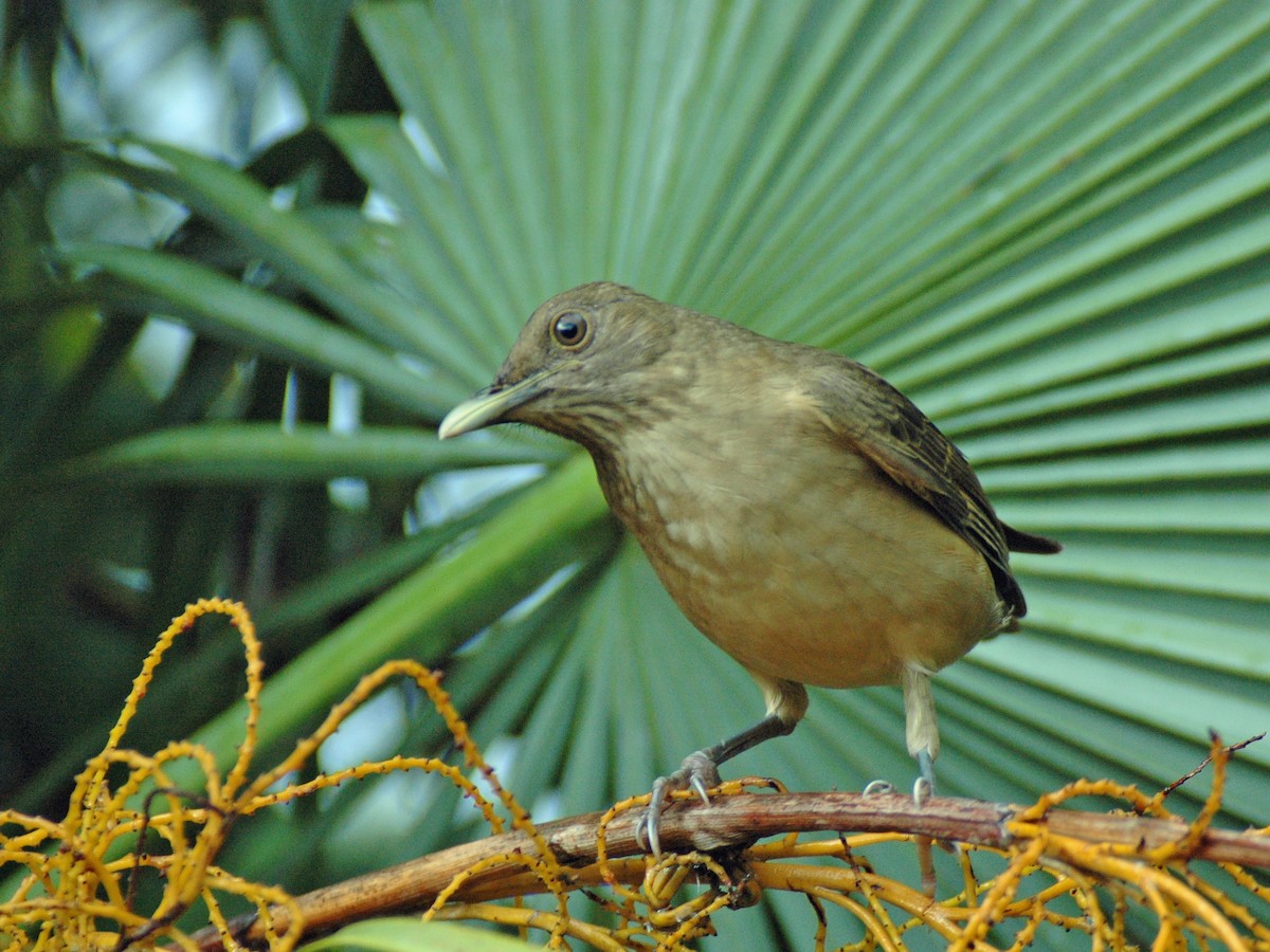 Clay-colored Thrush - ML613781352