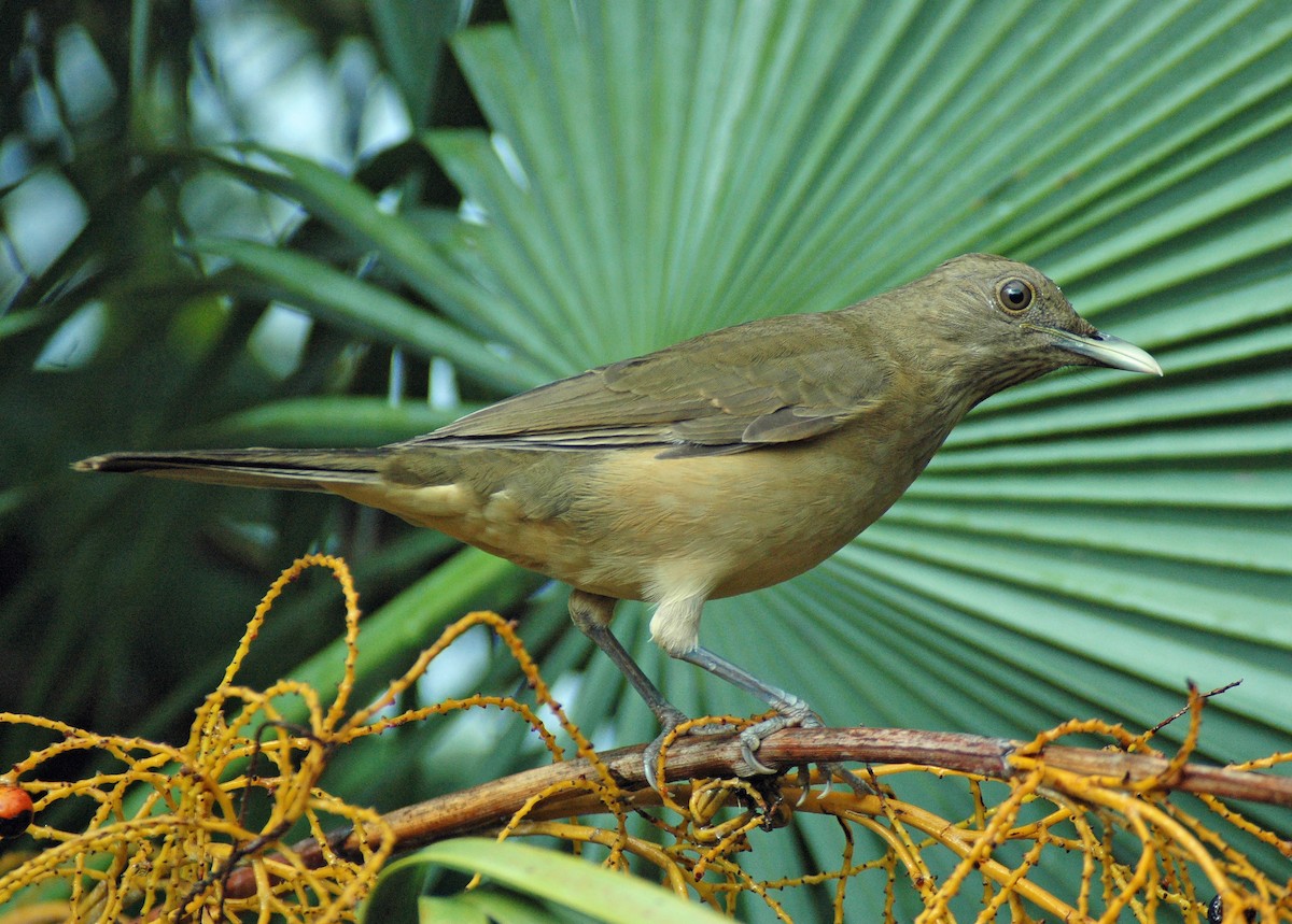Clay-colored Thrush - Joel McNeal