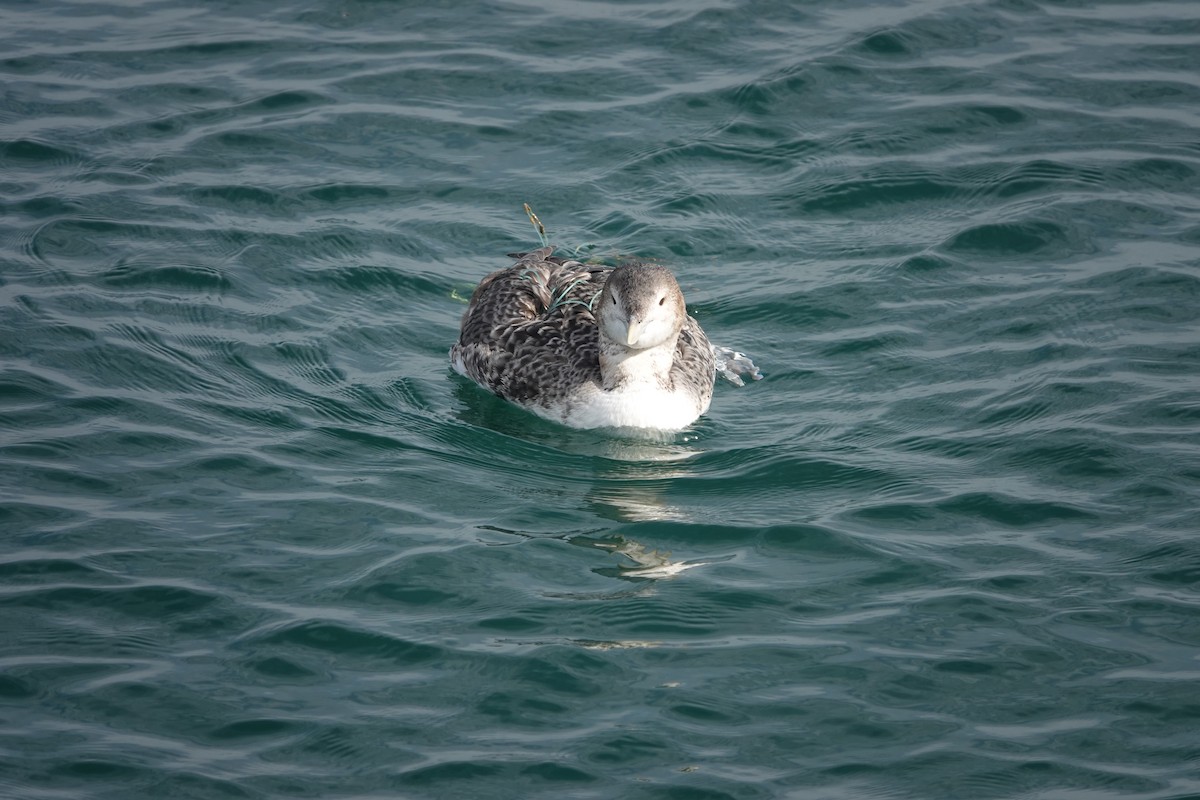 Yellow-billed Loon - ML613781373