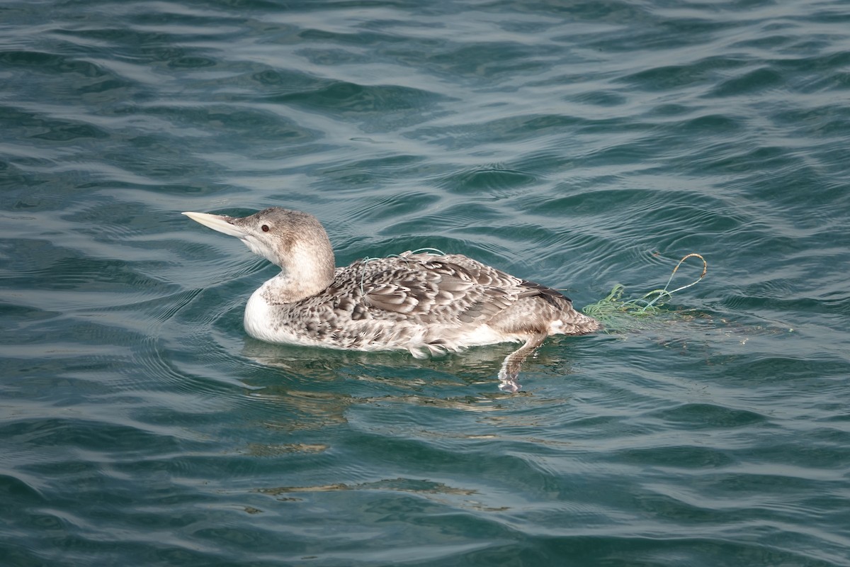Yellow-billed Loon - ML613781375