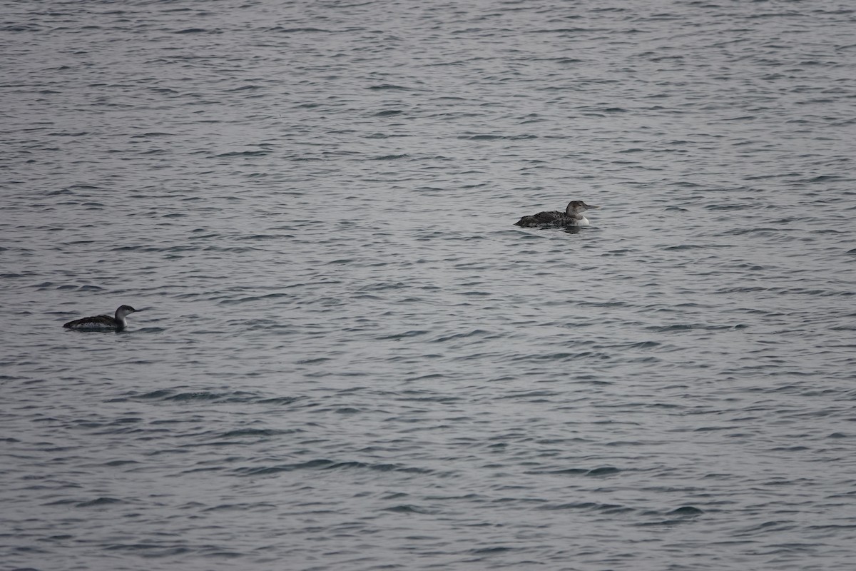 Yellow-billed Loon - ML613781376