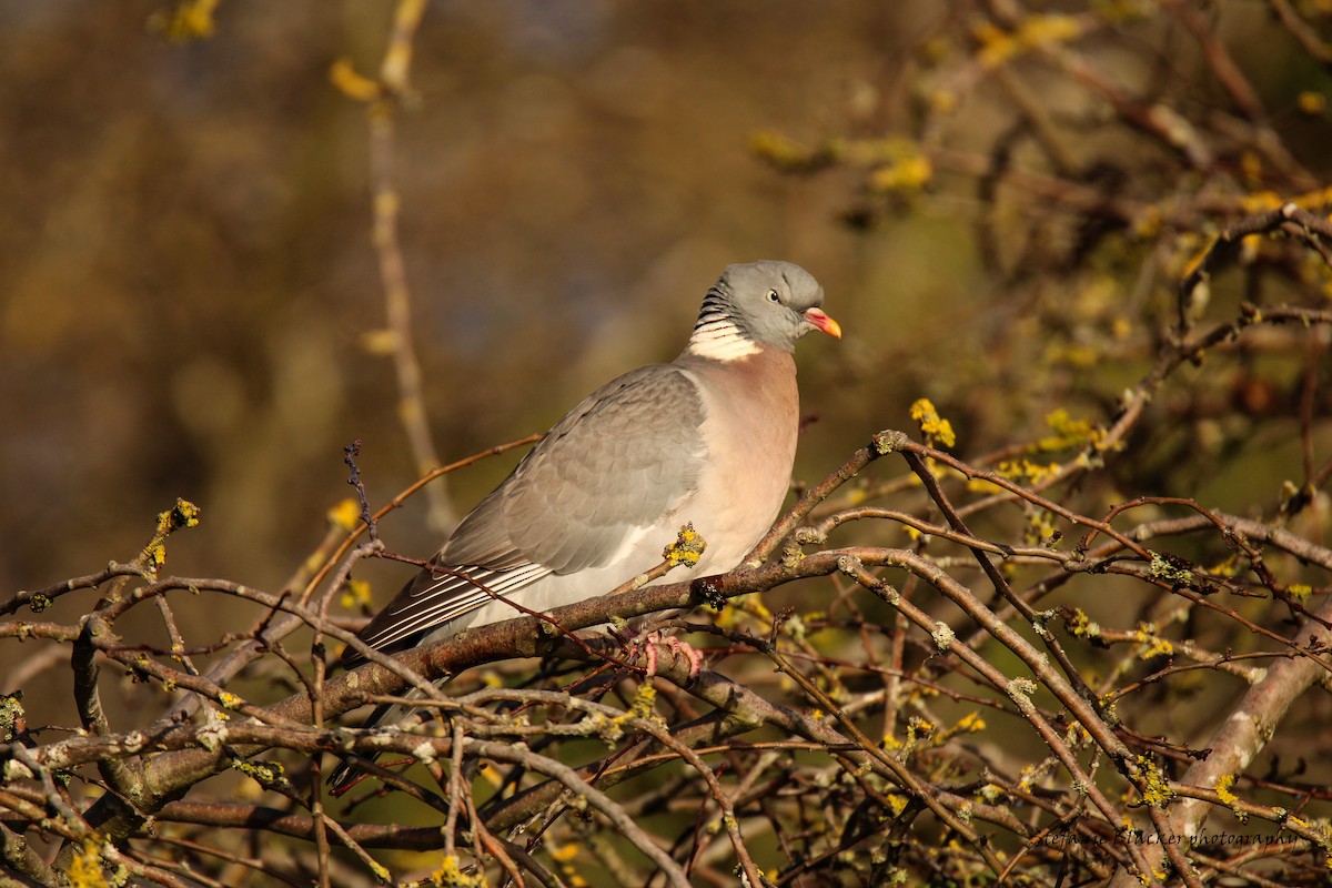 Common Wood-Pigeon - ML613781384