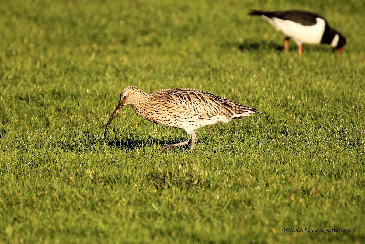 Eurasian Curlew - ML613781428