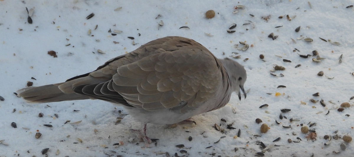 tyrkerdue - ML613781462