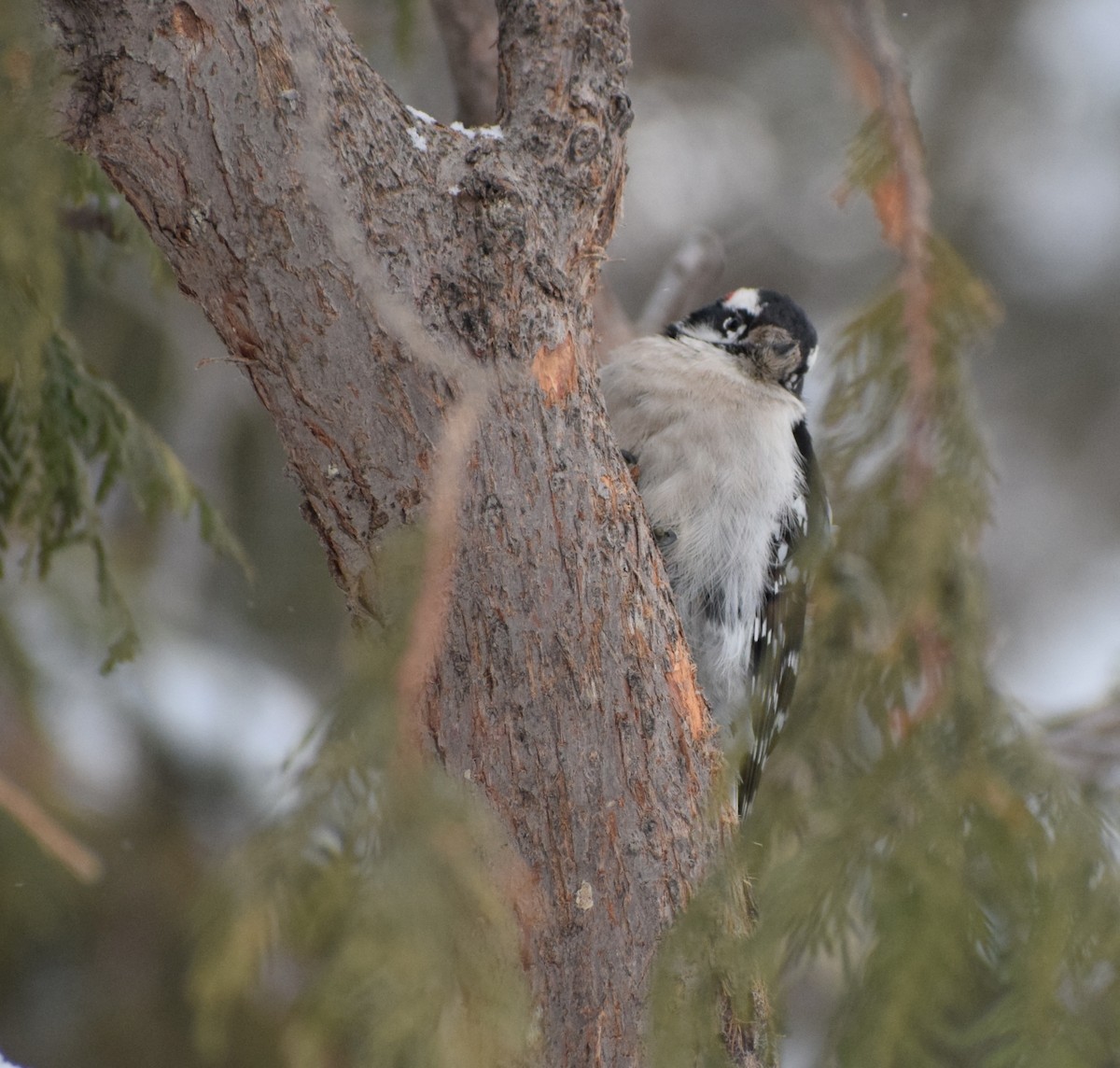 Downy Woodpecker - Richard Buist