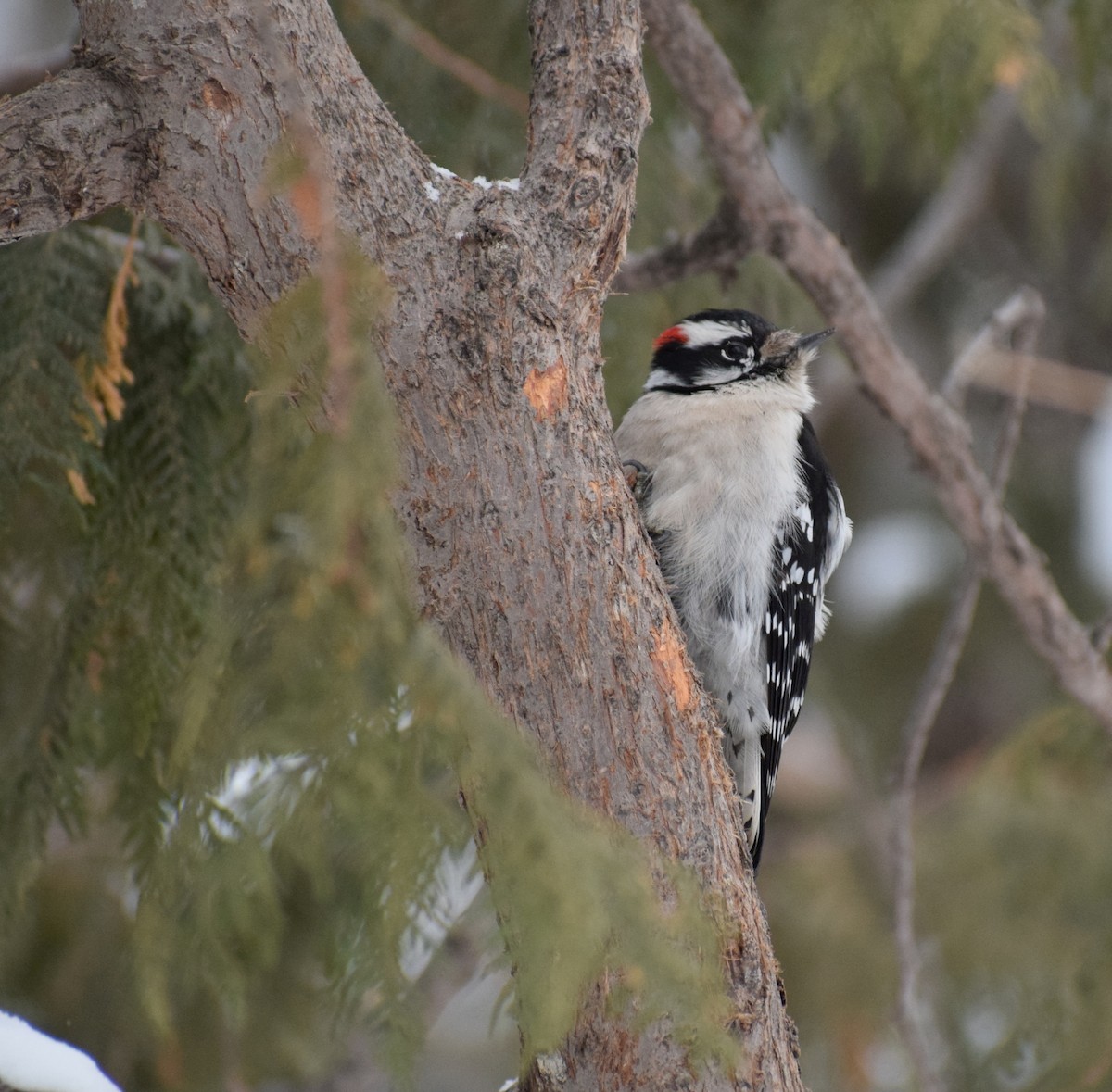 Downy Woodpecker - ML613781464