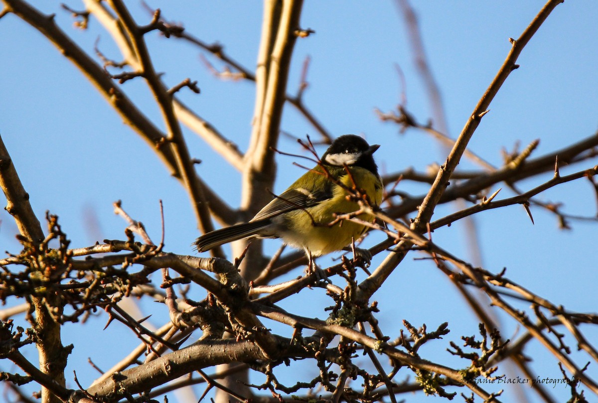 Mésange charbonnière - ML613781476