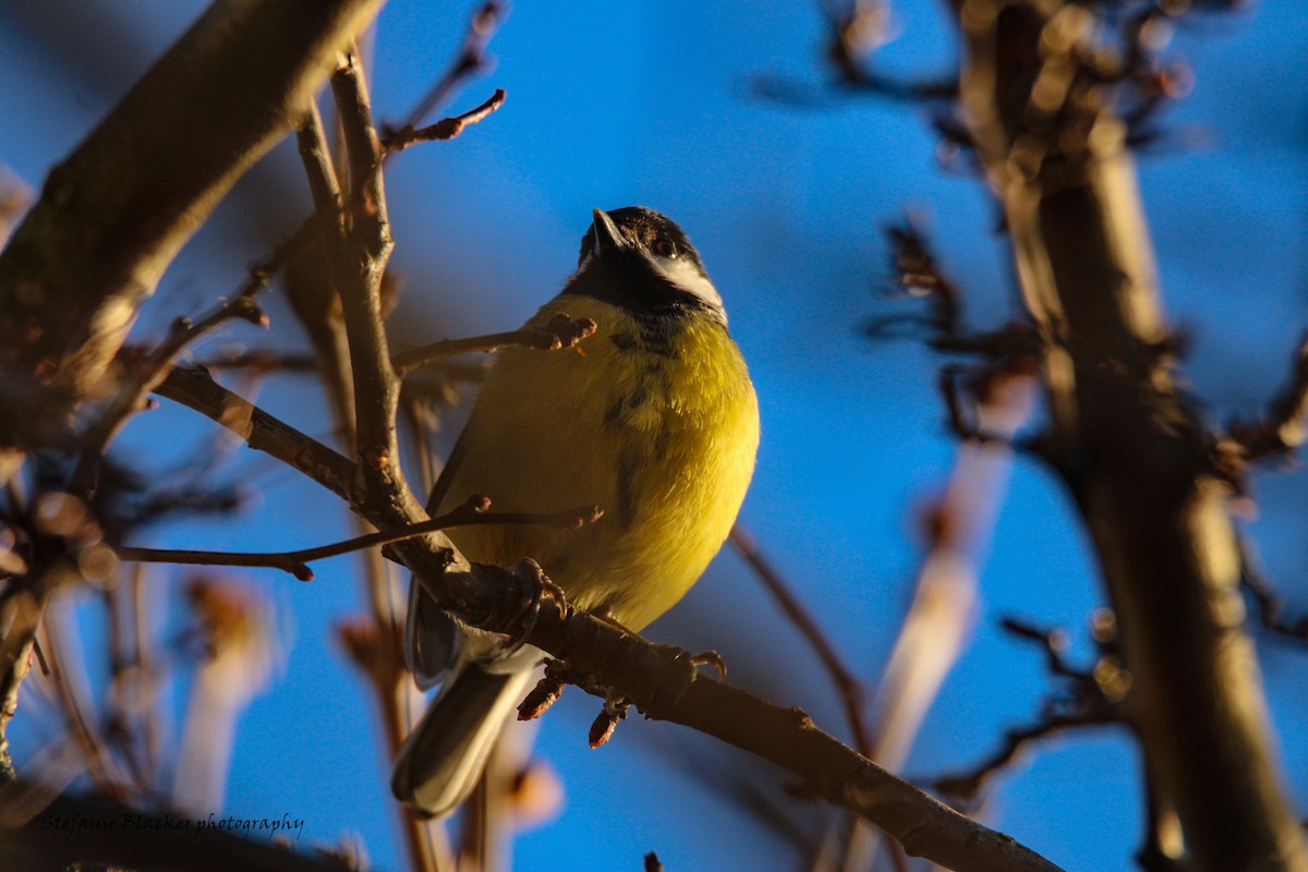 Great Tit - ML613781477