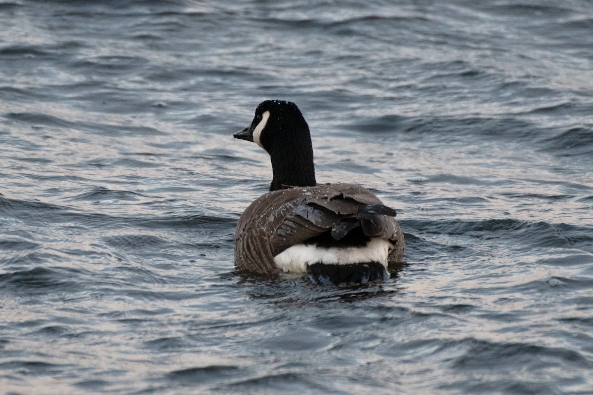 Canada Goose - ML613781506