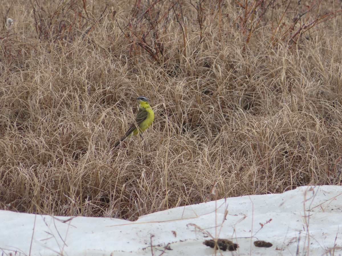 Eastern Yellow Wagtail - Michelle Sopoliga