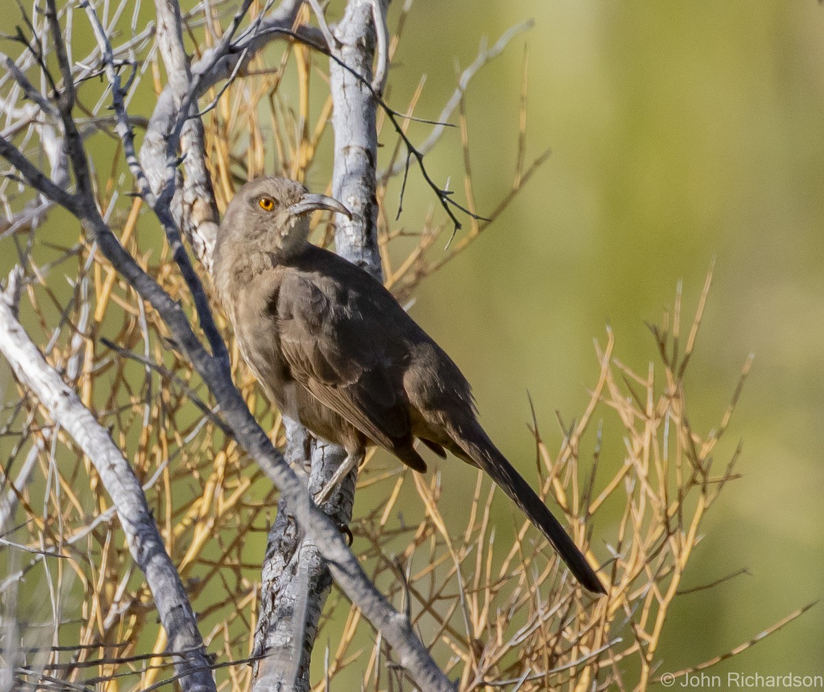 Curve-billed Thrasher - John Richardson