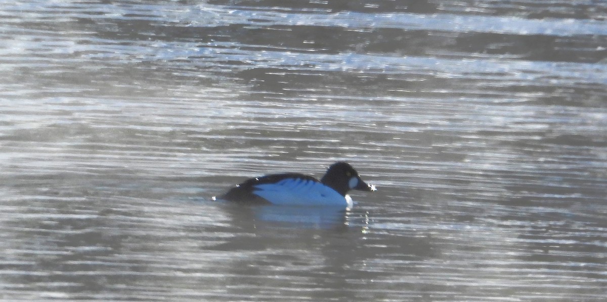 Common Goldeneye - ML613781553