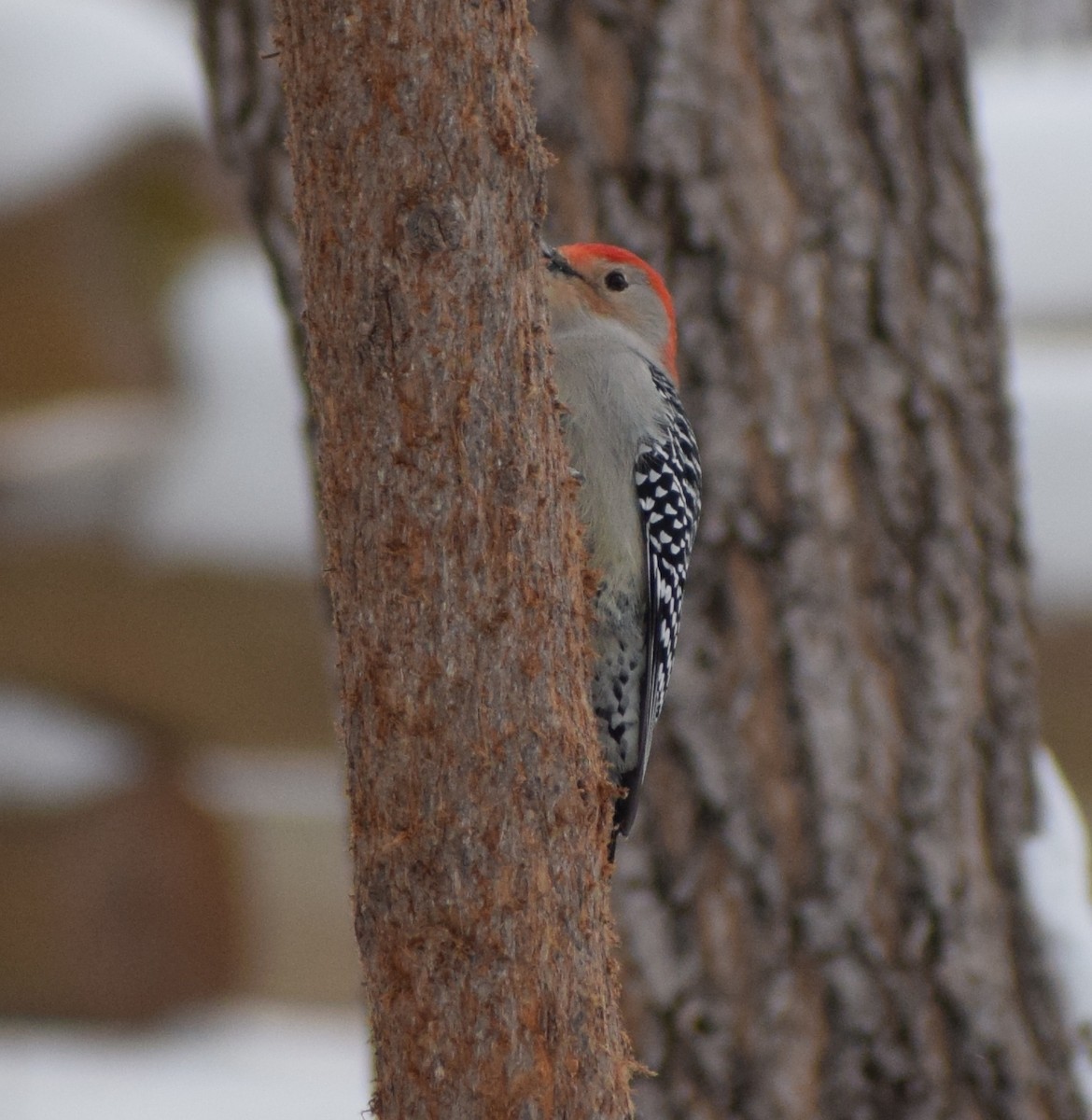 Red-bellied Woodpecker - Richard Buist