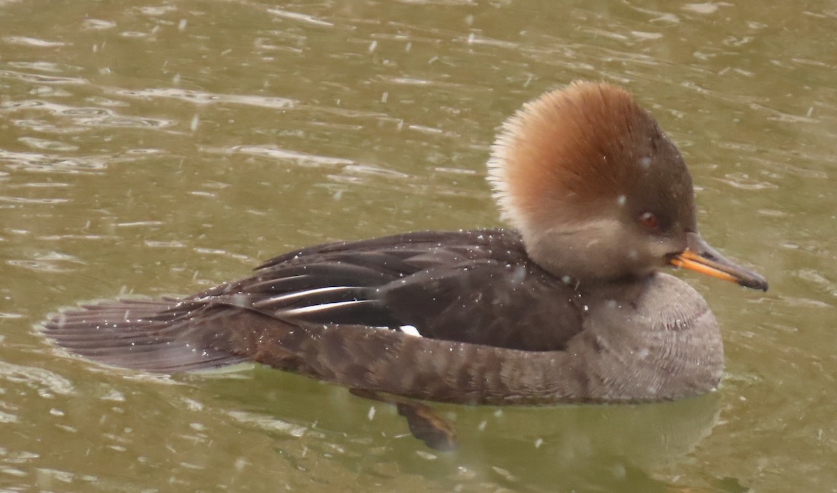 Hooded Merganser - ML613781601