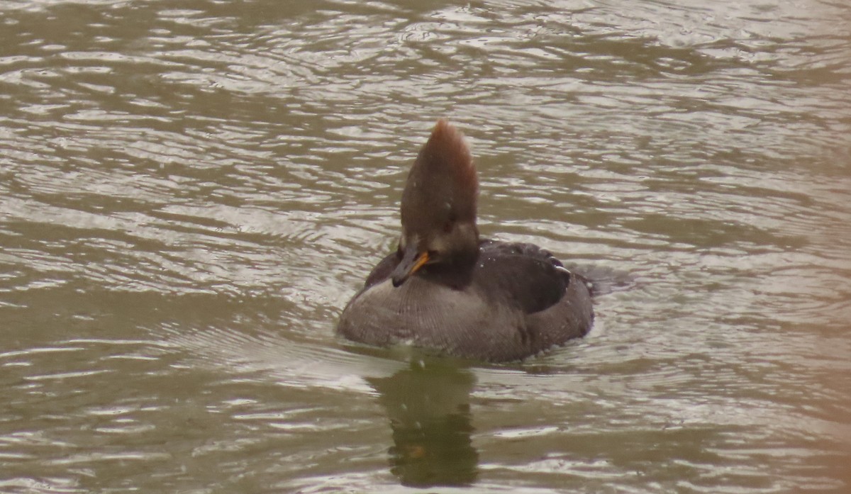 Hooded Merganser - ML613781608