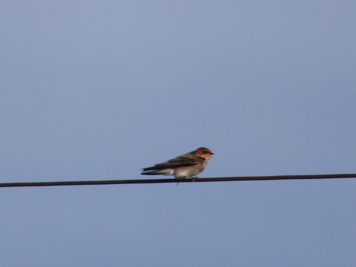 Tawny-headed Swallow - Silvia Enggist