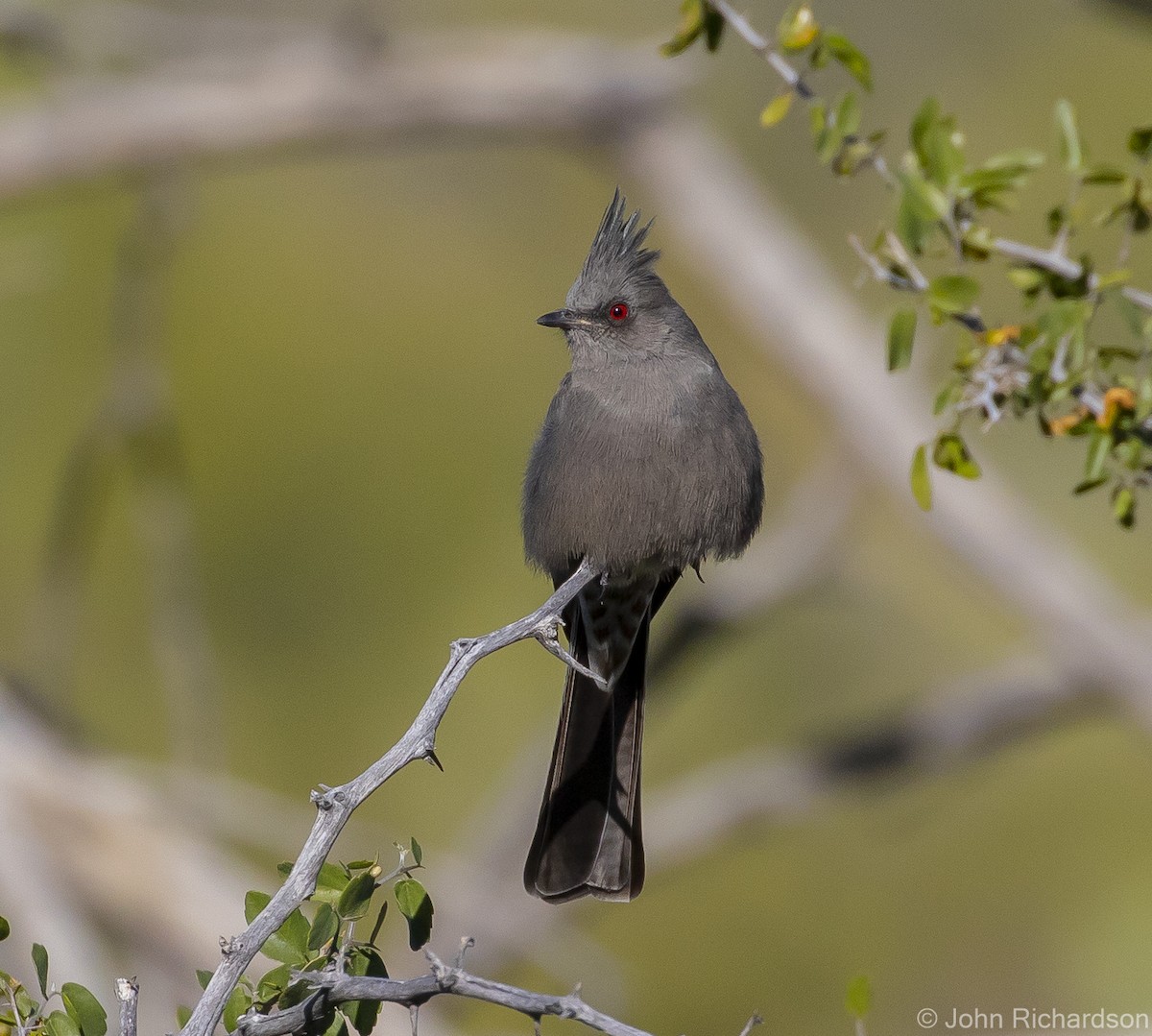 Phainopepla - John Richardson