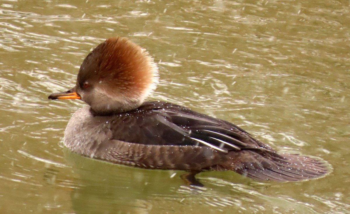 Hooded Merganser - ML613781623