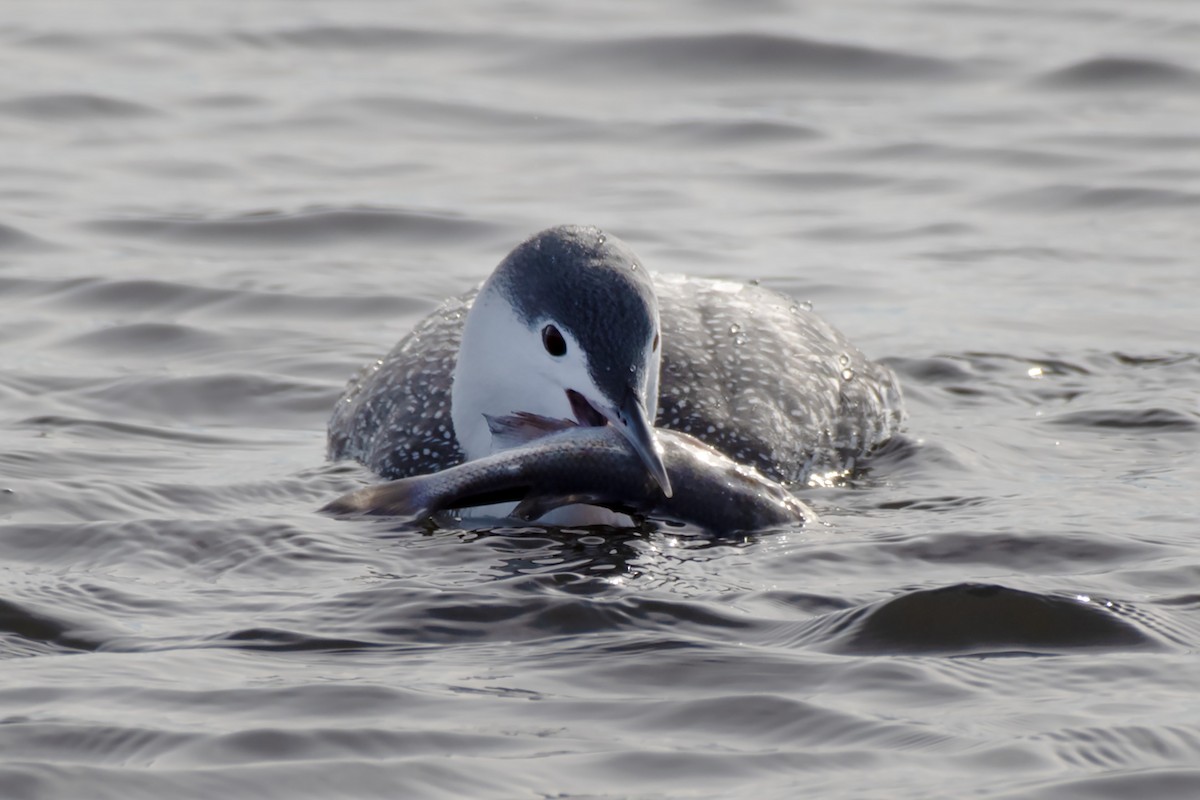 Red-throated Loon - ML613781626