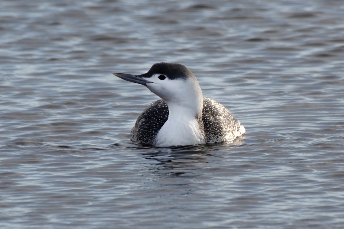 Red-throated Loon - ML613781627