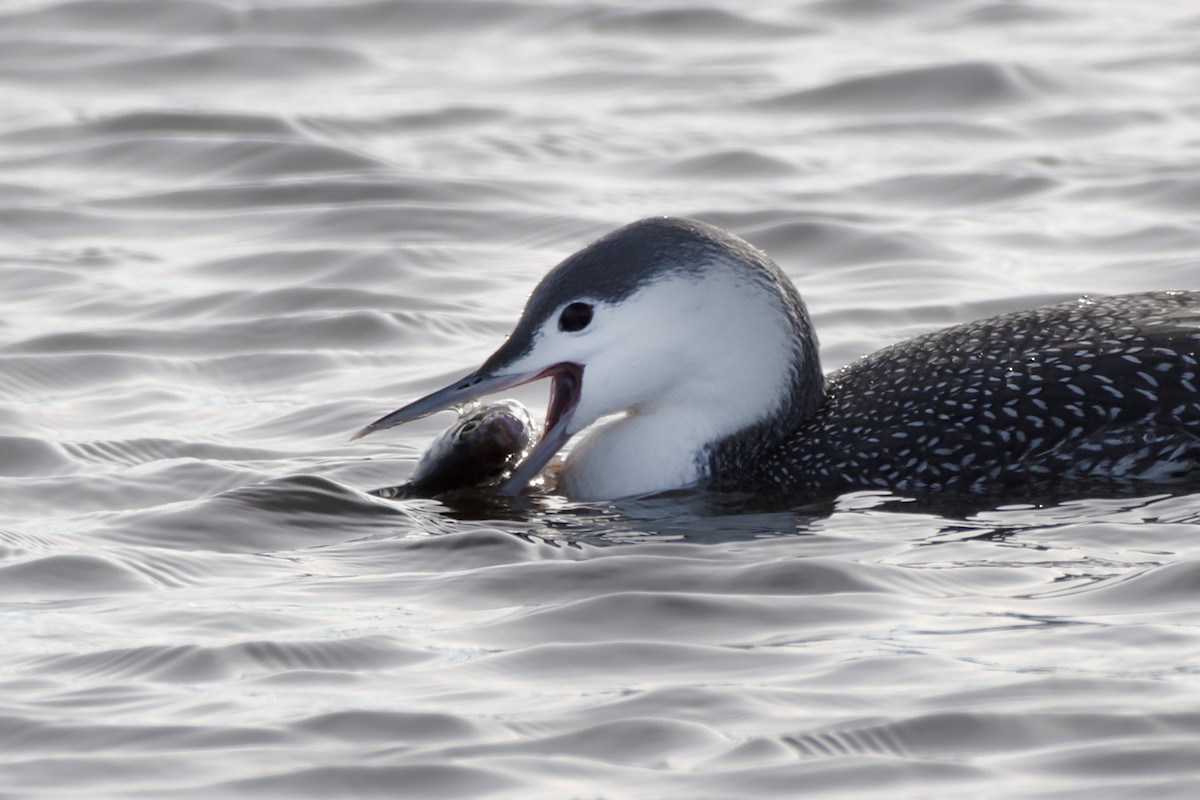 Red-throated Loon - ML613781628