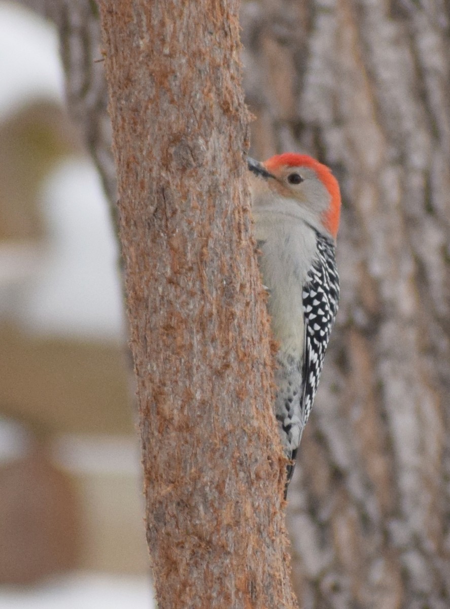 Red-bellied Woodpecker - Richard Buist