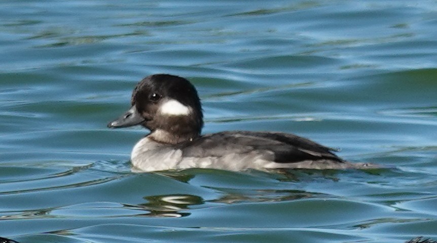 Bufflehead - ML613781761