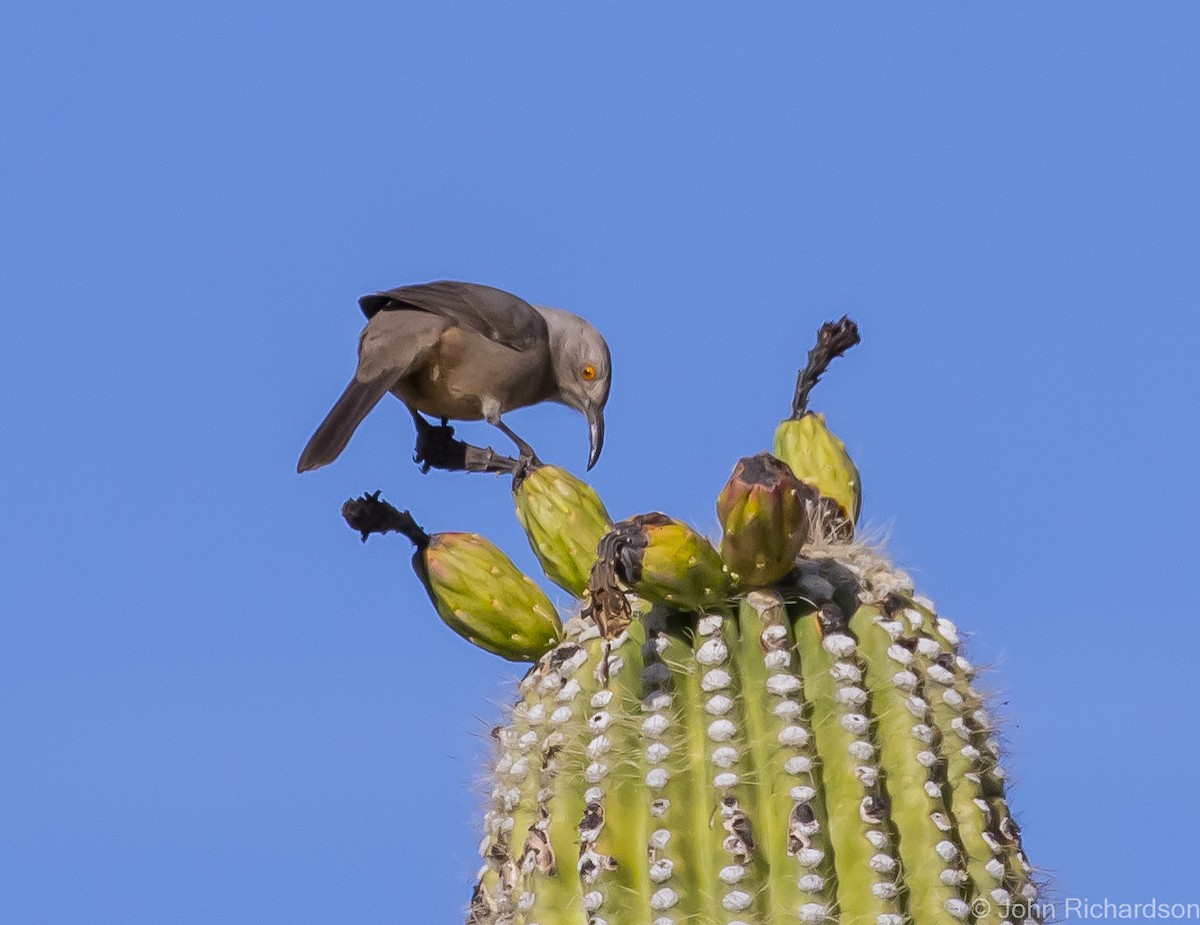 Curve-billed Thrasher - John Richardson