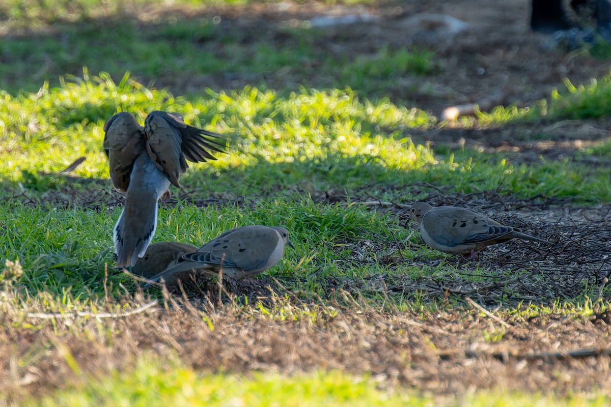 Mourning Dove - ML613781826