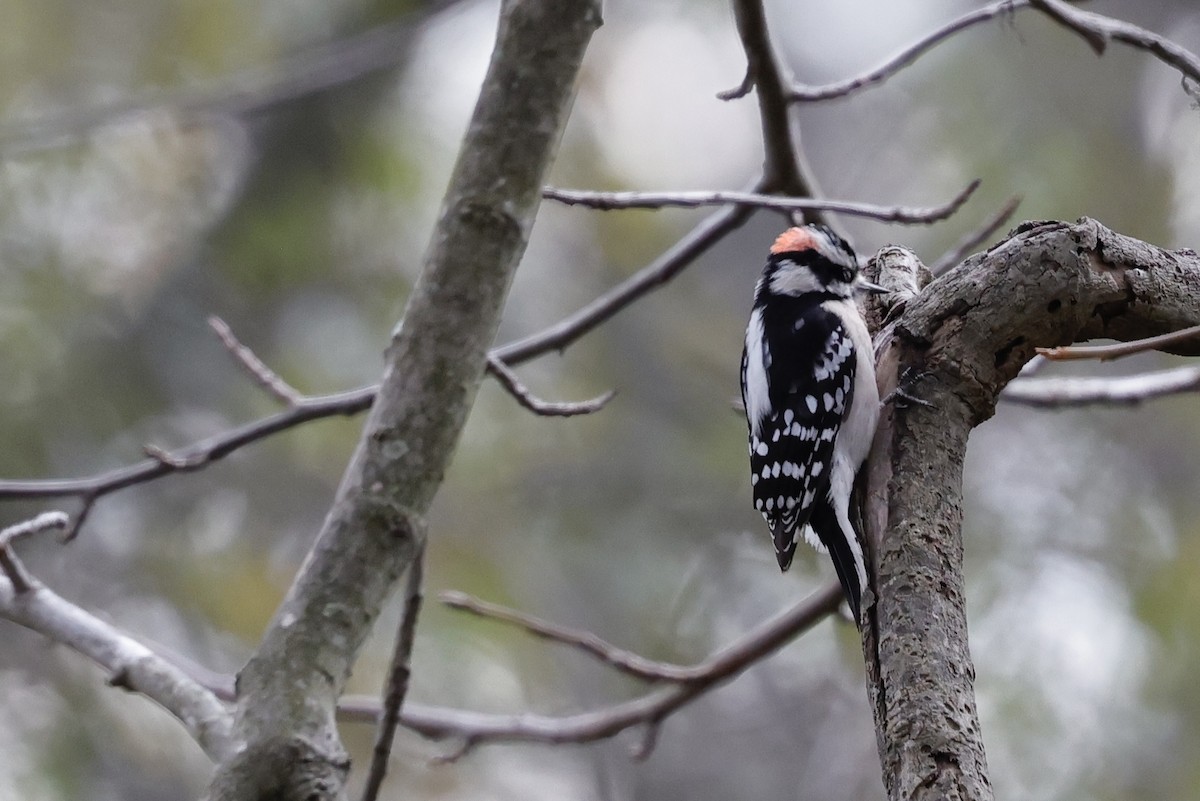 Downy/Hairy Woodpecker - ML613781829