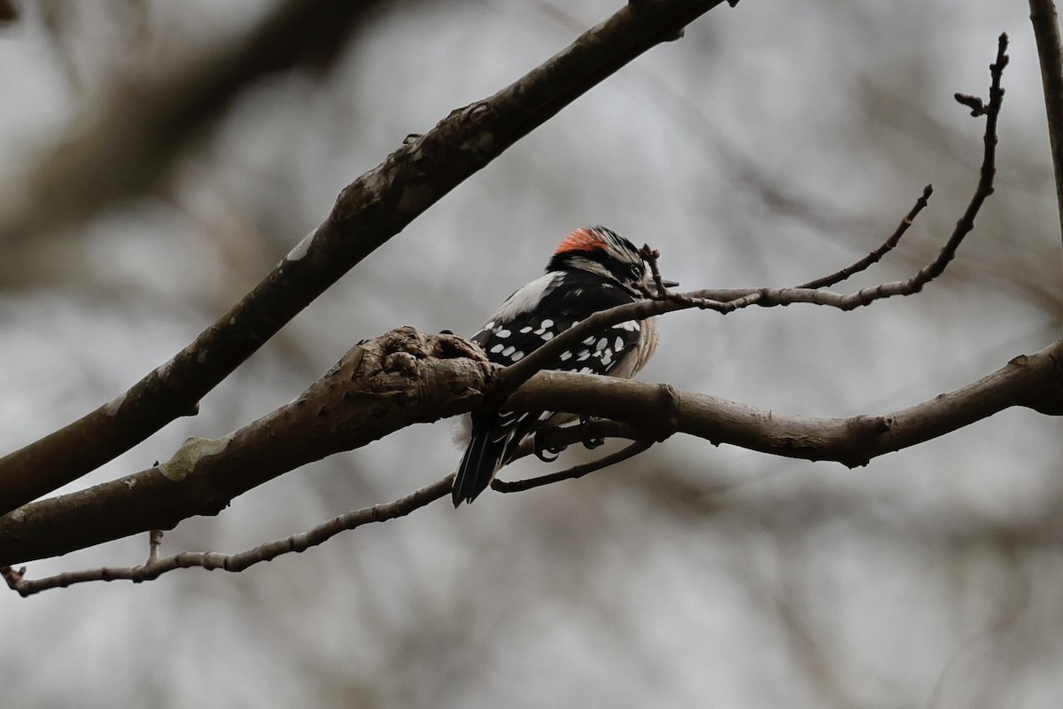 Downy/Hairy Woodpecker - ML613781858