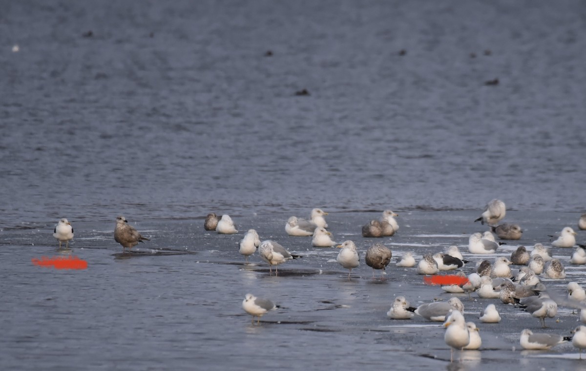 Lesser Black-backed Gull - ML613781861