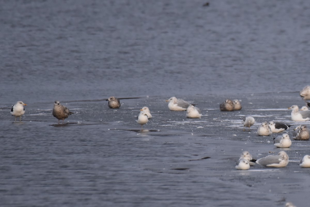 Lesser Black-backed Gull - ML613781862