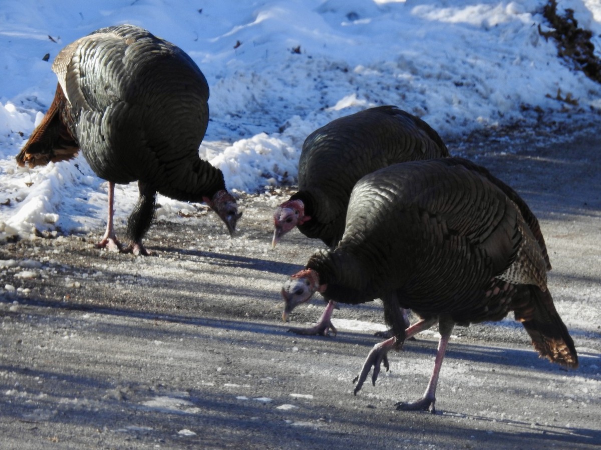 Wild Turkey - ML613781869