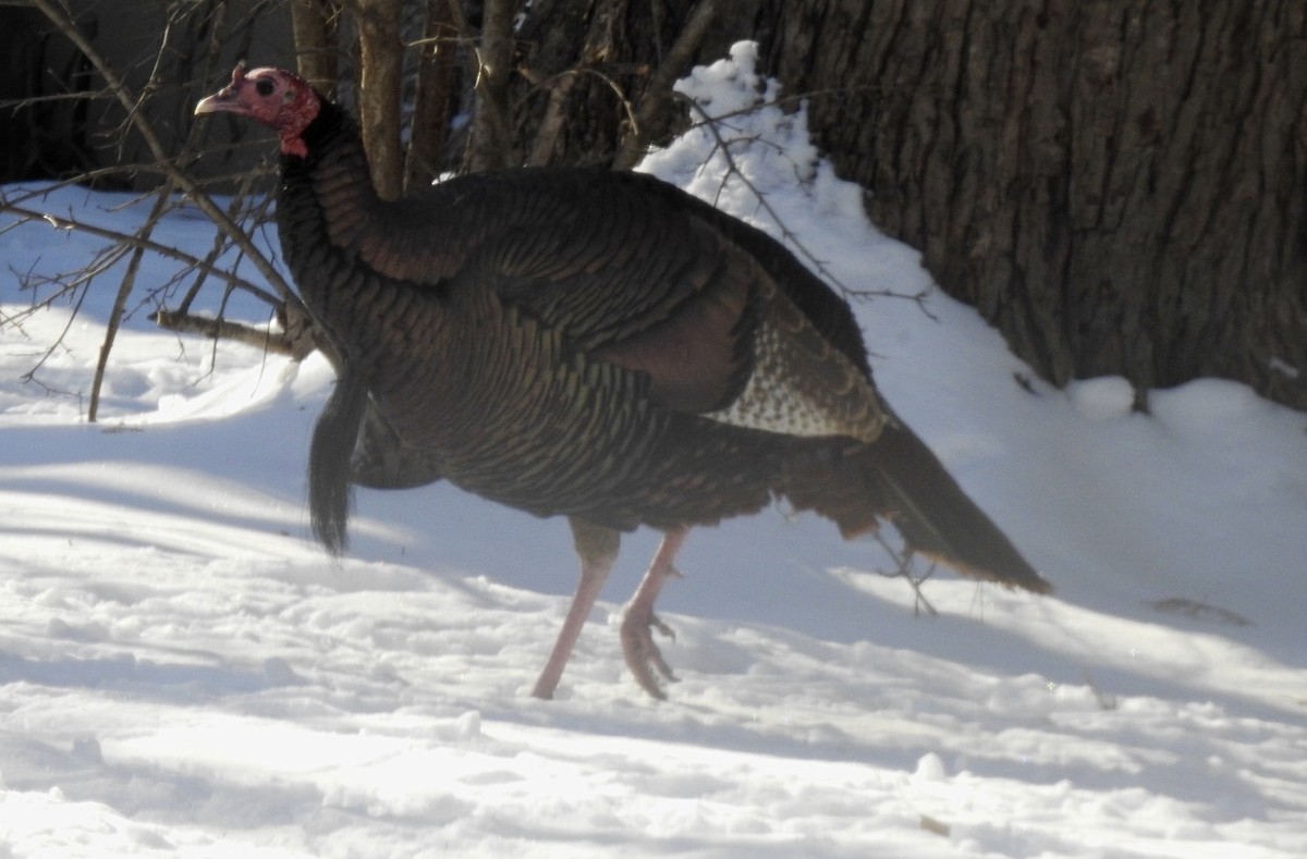 Wild Turkey - ML613781870